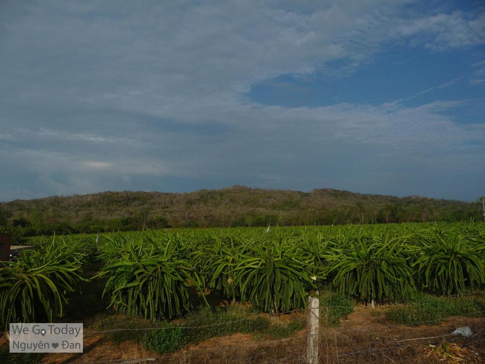 Vườn Thanh Long Phan Thiết