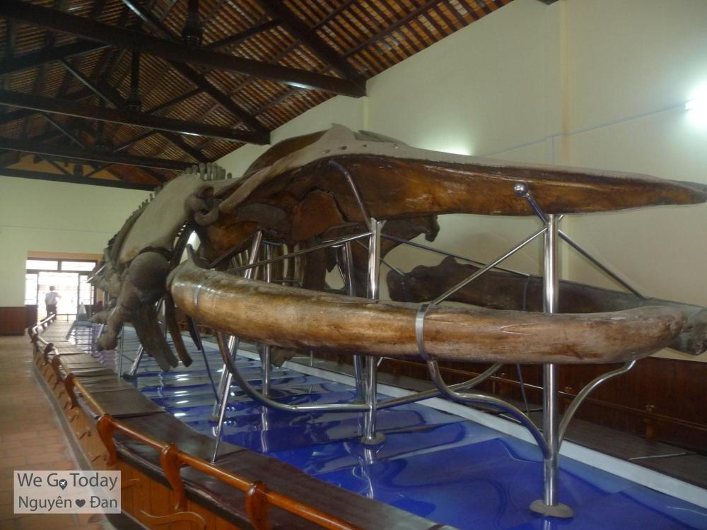 Bộ xương Ông Nam Hải (dài 22m)