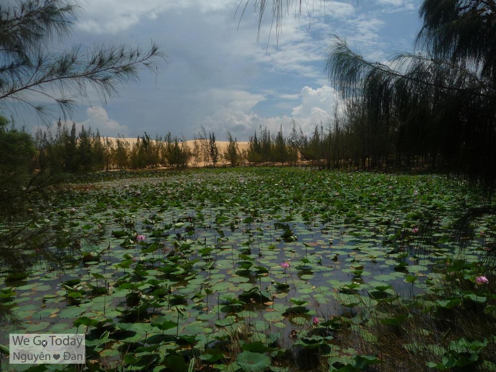 Hồ sen tại Bàu Trắng