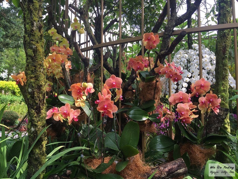 Orchid Garden