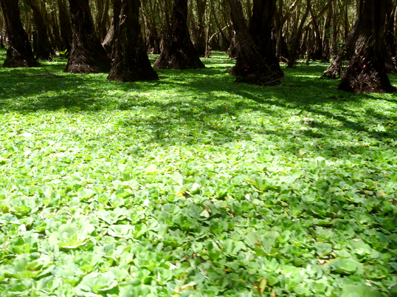 Rừng tràm Trà Sư