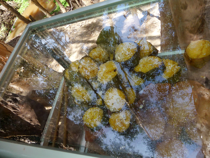 Bánh bò thốt nốt