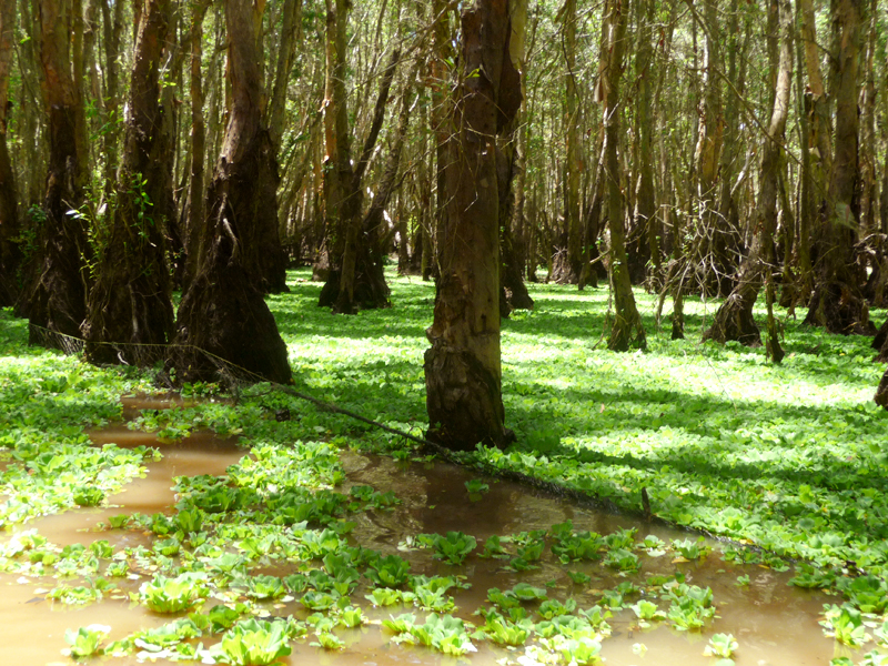 Rừng tràm Trà Sư