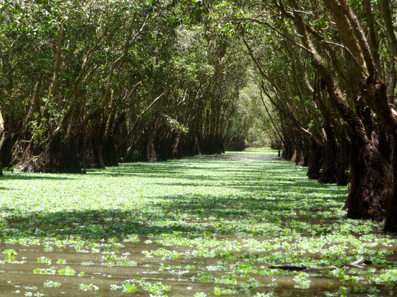 Rừng tràm Trà Sư