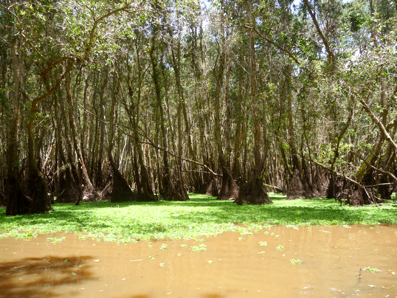 Rừng tràm Trà Sư