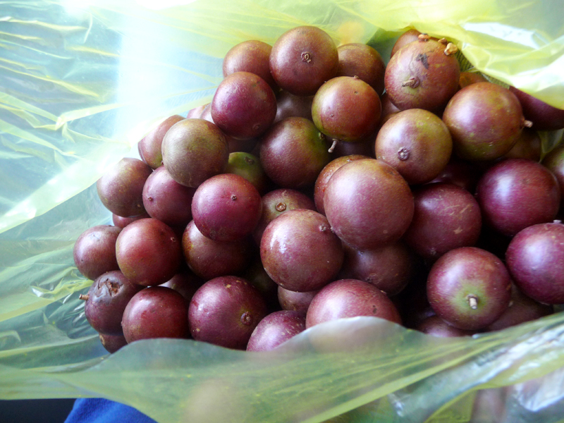 Trái hồng quân. Bóp cho mềm thật mềm rồi cắn ăn, nhả vỏ và hột. Ăn rất ngọt