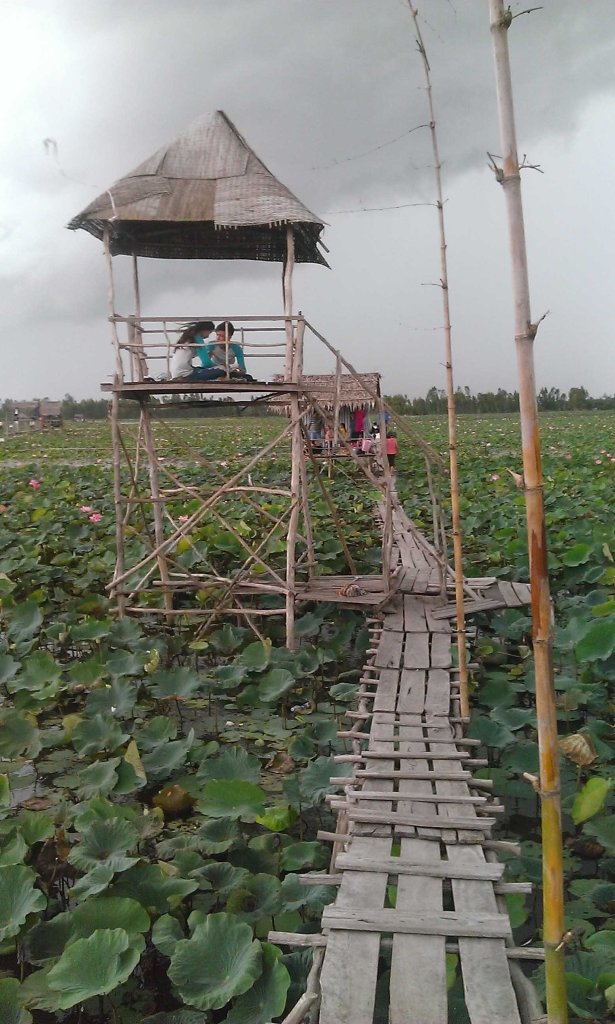 Tum trên Đầm Sen