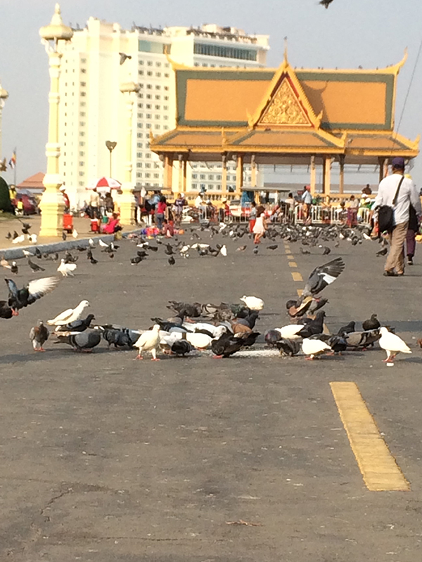 Chim bồ câu Royal Palace Park