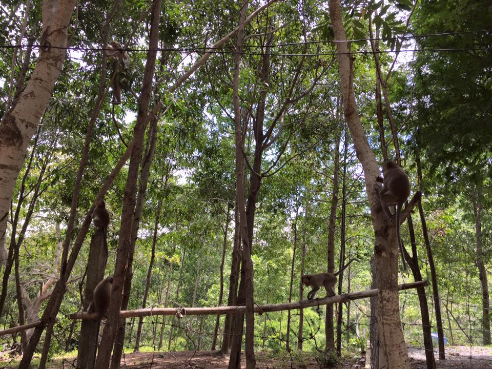 Cảnh quang chùa Khỉ