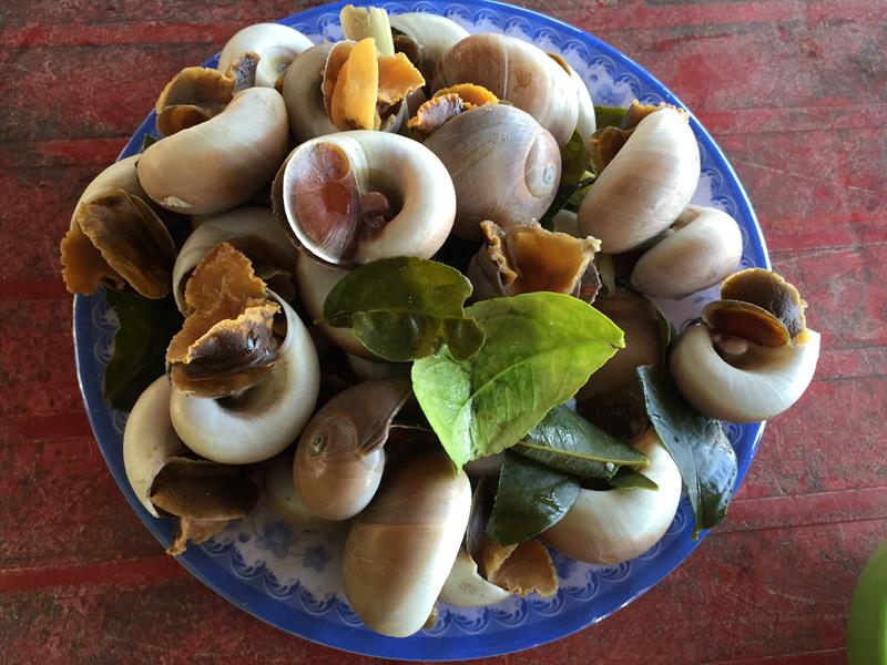 Ốc mỡ - đá nhảy