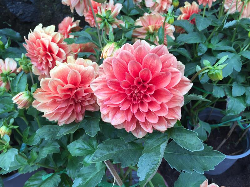 Hoa thược dược