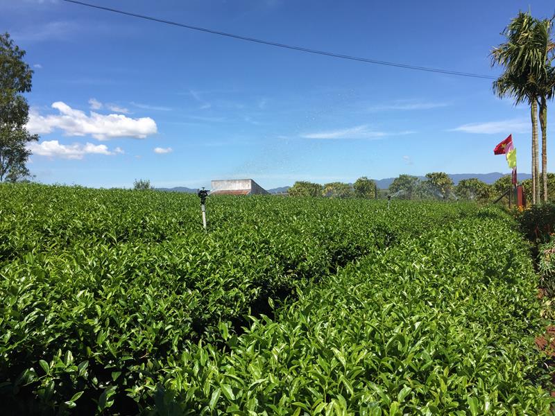 Đồi che Sung Viên