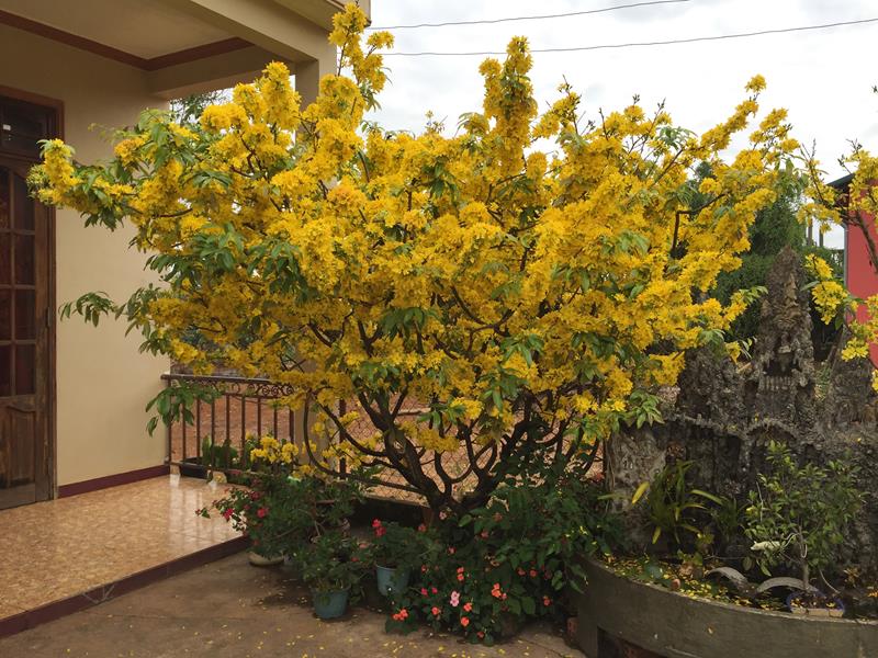 Cây mai tụi mình gặp trên đường từ Bảo Lộc đi Đà Lạt