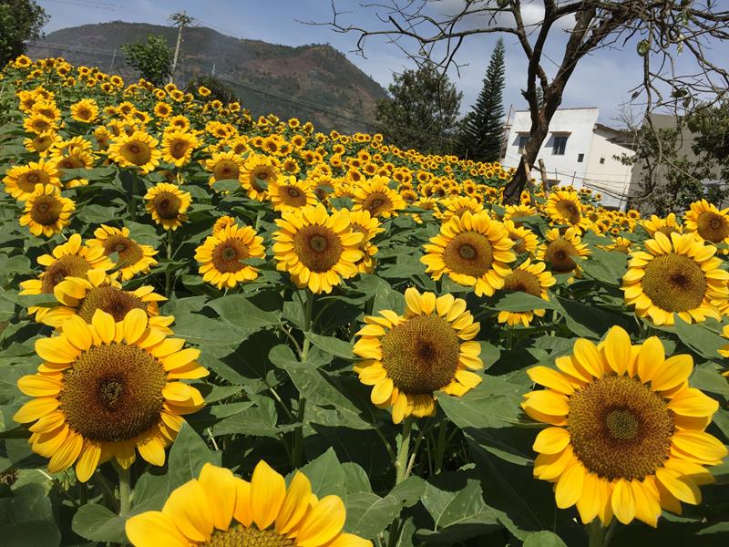 Vườn hoa hướng dương trên đường từ Bảo Lộc đi Đà Lạt