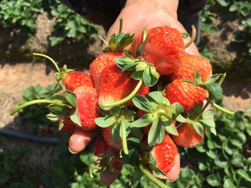 Dâu Pháp - Đà Lạt