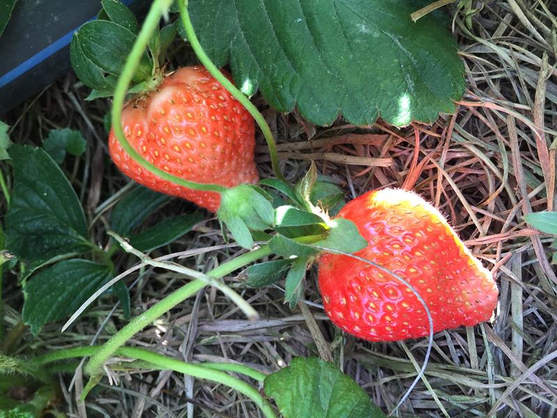 Dâu Pháp - Đà Lạt