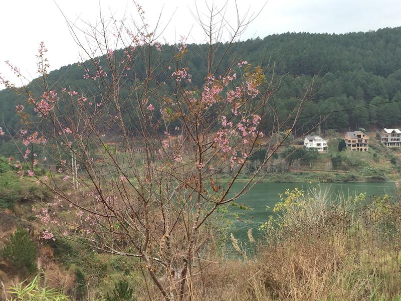 Hoa Anh Đào bên Hồ Tuyền Lâm