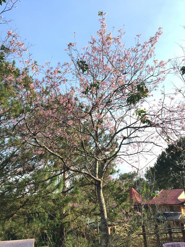 Cây Hoa Anh Đào trước Thiền Viện Trúc Lâm