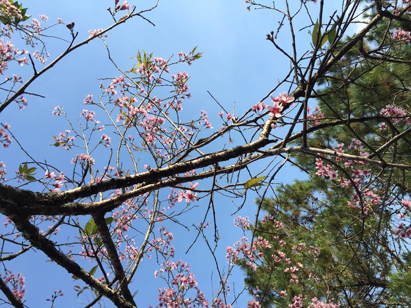 Cây Hoa Anh Đào trước Thiền Viện Trúc Lâm