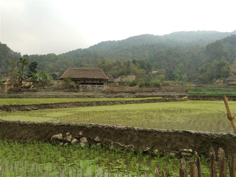 Đồng lúa - Làng Văn Hóa Du Lịch Cộng Đồng Thôn THA