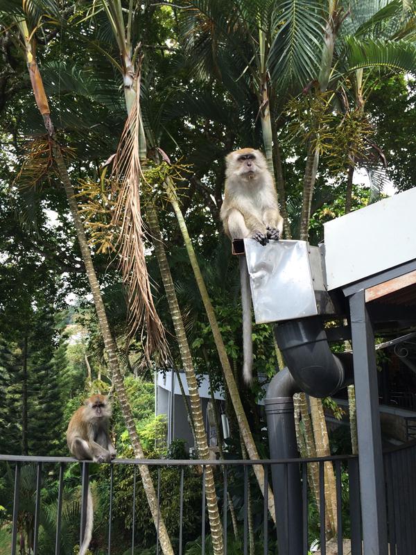 Có nhiều khỉ trong khu vực Penang Hill