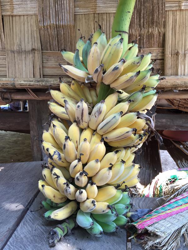 Chuối nhà Già Lê