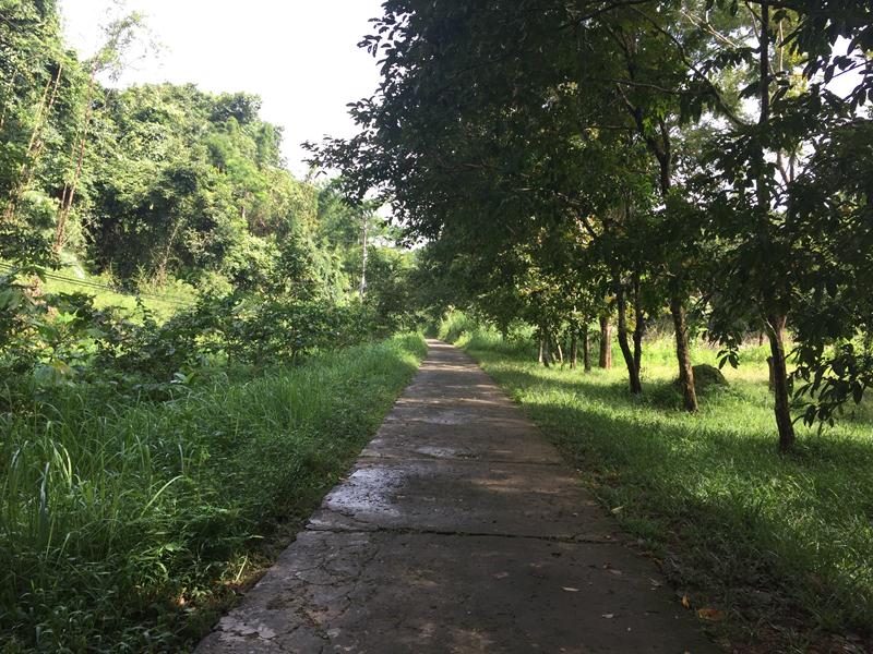 Đường đi vào Bầu Sấu