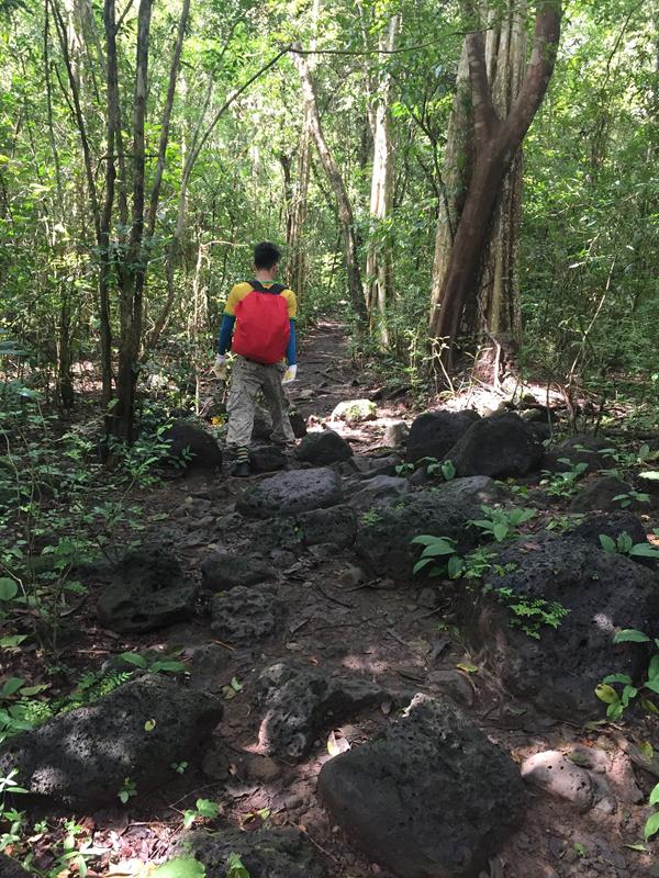 Đường vào cây tùng