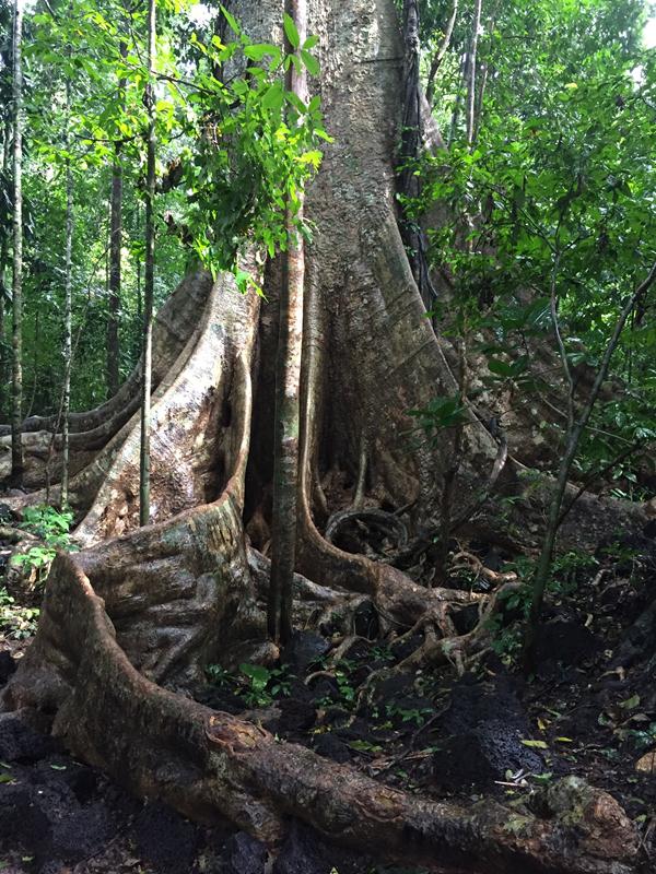 cây tùng bàu sấu