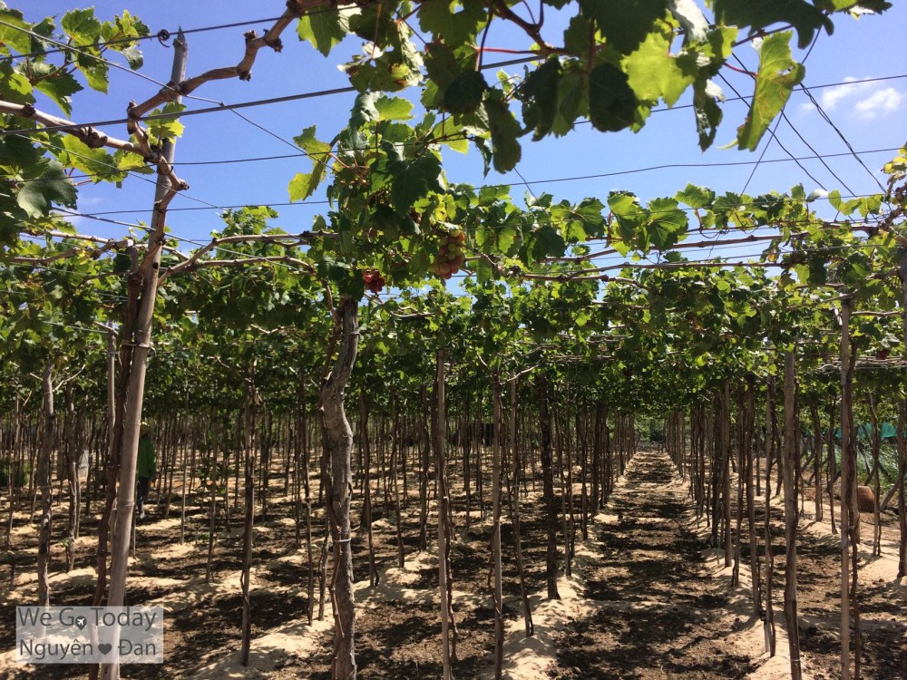 Vườn nho Lang Phượng