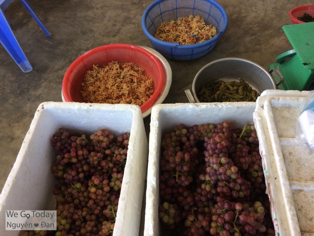 Vườn nho Lang Phượng