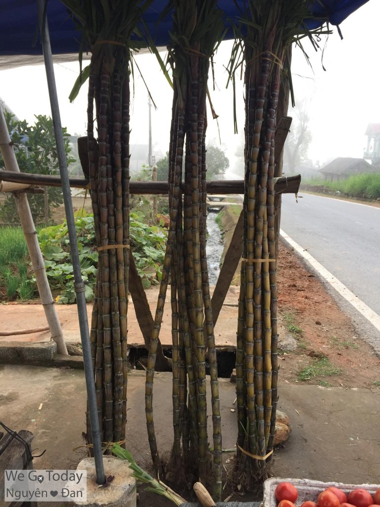 du-lich-tay-bac-hinh-mia-o-mai-chau