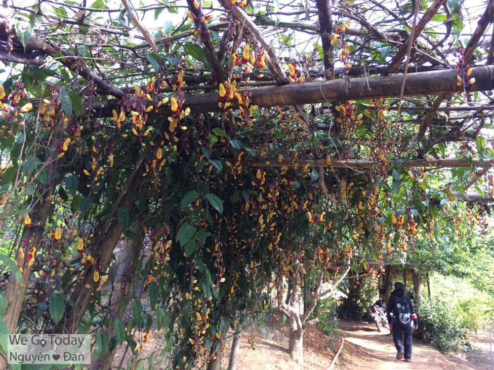 du-lich-tay-bac-hinh-hoa-o-dao-dao-hoa
