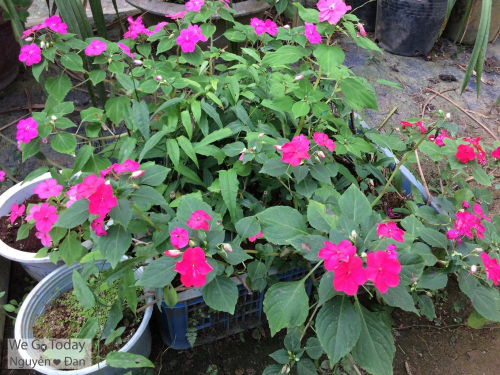 du-lich-tay-bac-hinh-hoa-o-dao-dao-hoa