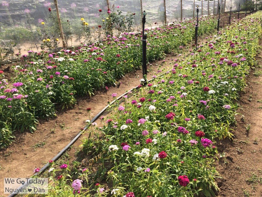 du-lich-tay-bac-hinh-hoa-o-dao-dao-hoa