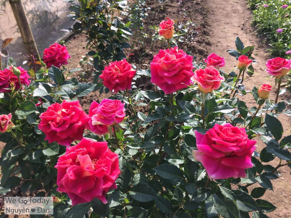 du-lich-tay-bac-hinh-hoa-o-dao-dao-hoa