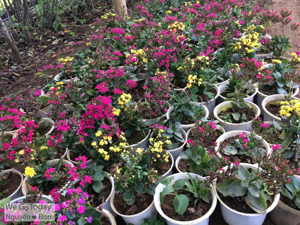 du-lich-tay-bac-hinh-hoa-o-dao-dao-hoa