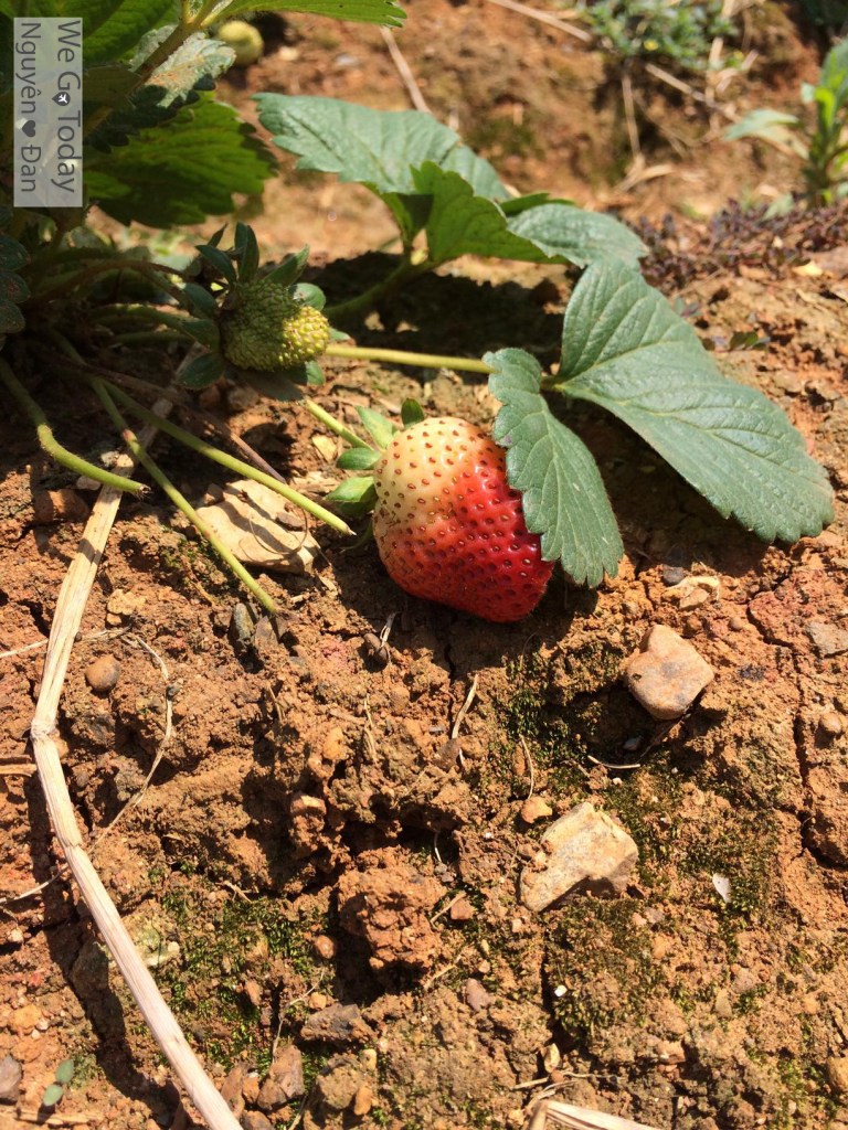 du-lich-tay-bac-hinh-dau-tay