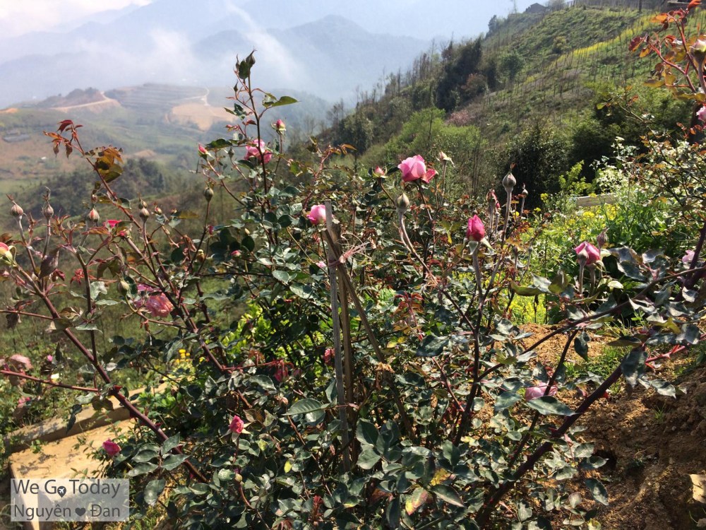 du-lich-tay-bac-hinh-hoa-trong-nha-hang-mong-mo