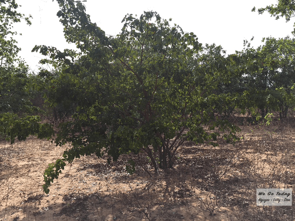 Sa mạc cát Hòa Thắng