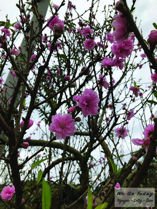 Đường tới Bắc Hà