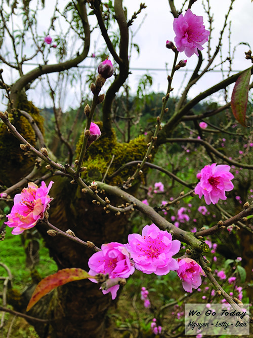 Đường tới Bắc Hà