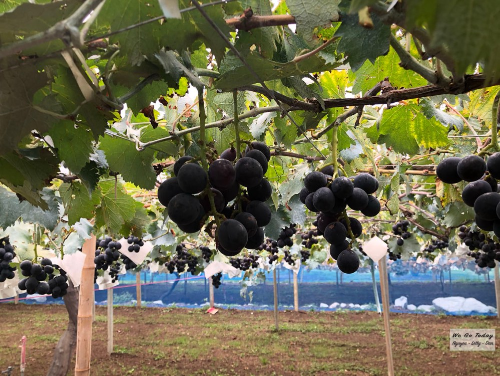 Vườn nho Asamaen - Đây là loại nho đen để làm rượu
