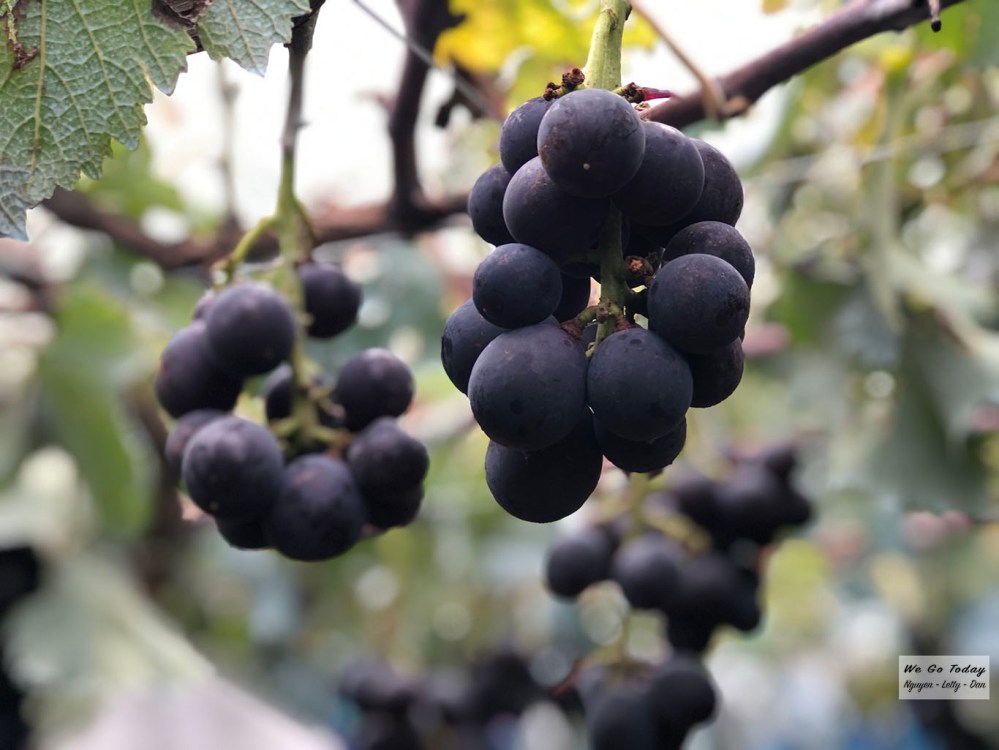 Vườn nho Asamaen - Đây là loại nho đen để làm rượu