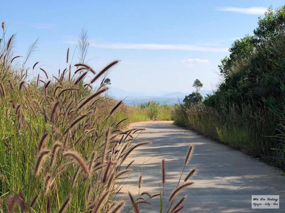 Đường đi ra Ngã ba Đông Dương có nhiều cỏ hồng