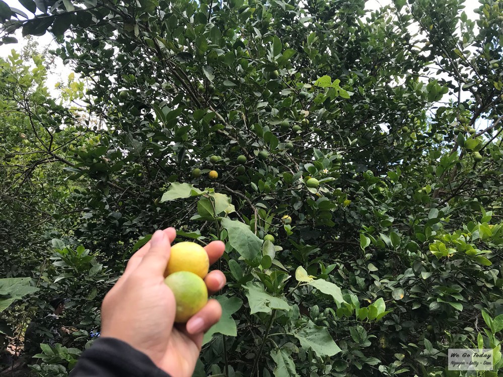 Cây chanh trên đường trekking Tà Giang